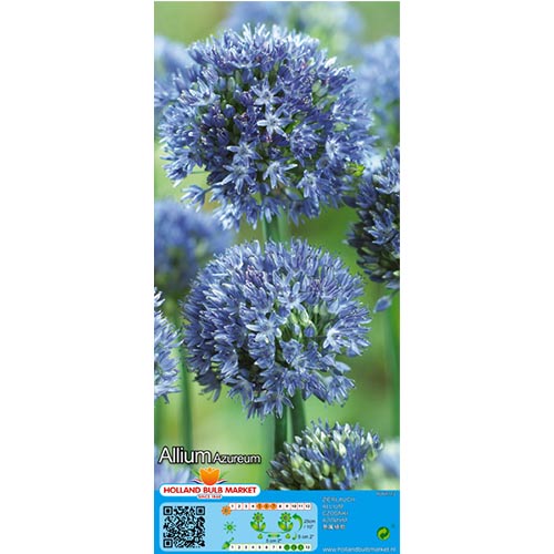 Dekoratyvinis česnakas (Allium) Azureum interface.image 1 interface.art 67570