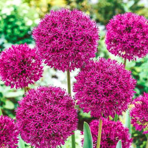 Allium (česnakas) Beau Regard interface.art nuotrauka 1 Allium (česnakas) Beau Regard interface.image 1 interface.art 68054