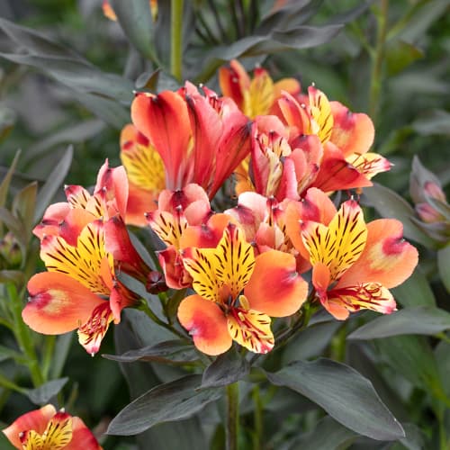 Alstroemeria Summer Breeze® Tessumbre, С2 interface.art nuotrauka 1 Alstroemeria Summer Breeze® Tessumbre, С2 interface.image 1 interface.art 5458