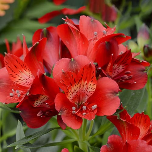 Alstroemeria Summer Pepper® Tessumpep, С2 interface.art nuotrauka 1 Alstroemeria Summer Pepper® Tessumpep, С2 interface.image 1 interface.art 5459