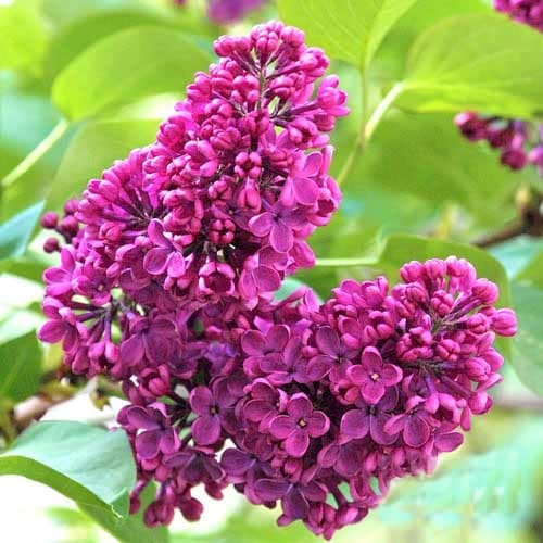 Alyva Charles Joly interface.image 1 interface.art 9096