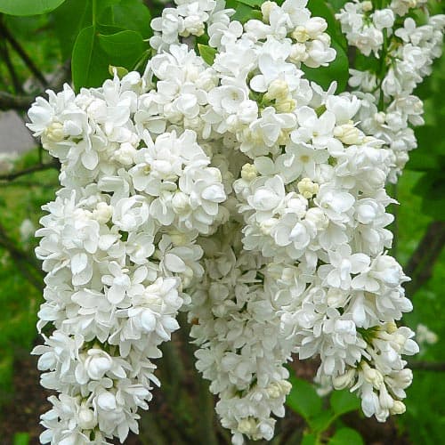 Alyva Miss Ellen Willmot interface.image 1 interface.art 9162