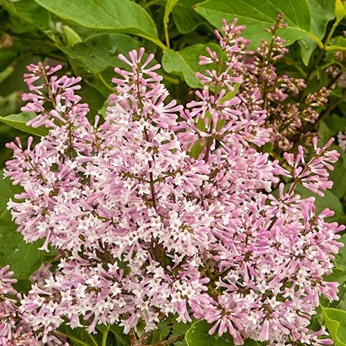 Alyva Miss Kim, P9 interface.image 1 interface.art 9161