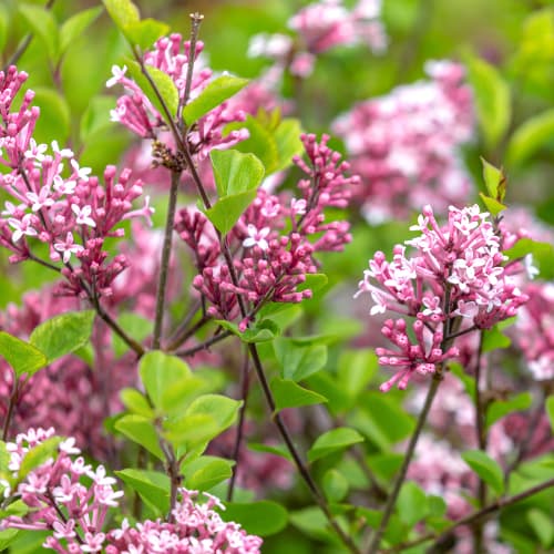 Alyva Red Pixie, C2 interface.image 1 interface.art 4803