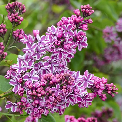 Alyva Sensation interface.art nuotrauka 1 Alyva Sensation interface.image 1 interface.art 9095