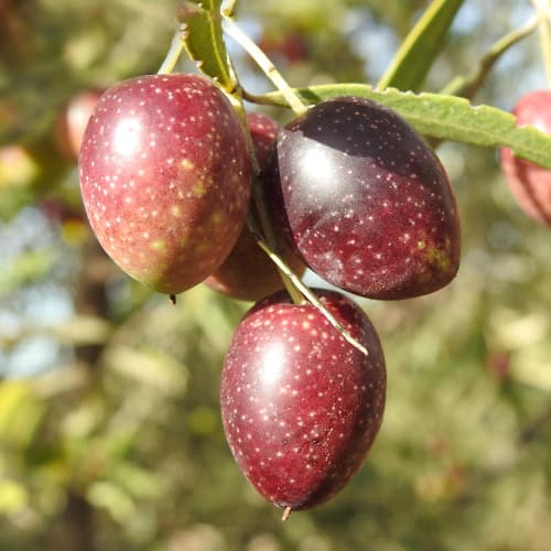 Alyvmedis Carolea, C2 interface.image 1 interface.art 9680