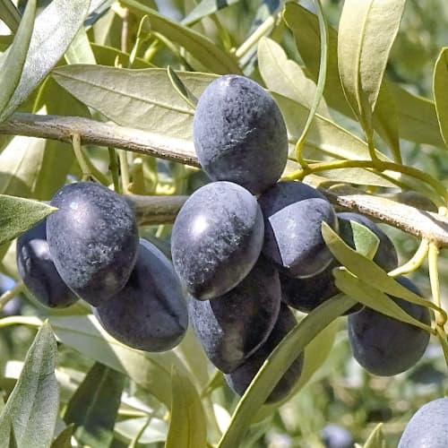 Alyvmedis Kalamon, C2 interface.image 1 interface.art 9683