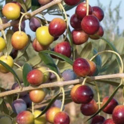 Alyvuogių medis (Olive) Arbequina, С2 interface.art nuotrauka 1 Alyvuogių medis (Olive) Arbequina, С2 interface.image 1 interface.art 7964