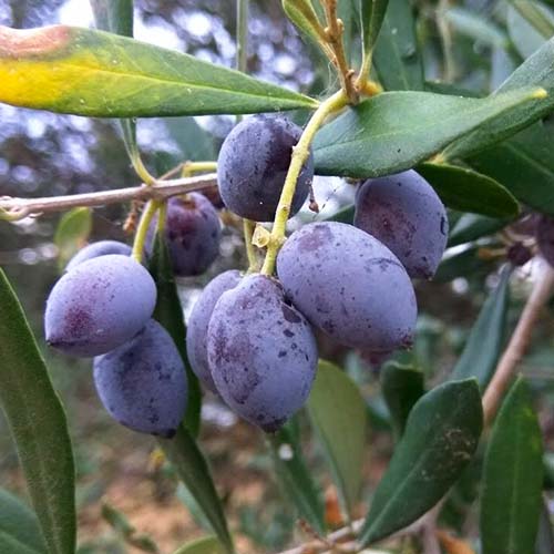 Alyvuogių medis (Olive) Koroneiki interface.art nuotrauka 1 Alyvuogių medis (Olive) Koroneiki interface.image 1 interface.art 4289