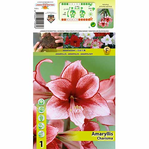 Amarilis (Amaryllis) Charisma interface.art nuotrauka 1 Amarilis (Amaryllis) Charisma interface.image 1 interface.art 70325