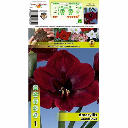 Amarilis (Amaryllis) Grand Diva interface.art nuotrauka 1 Amarilis (Amaryllis) Grand Diva interface.image 1 interface.art 70326
