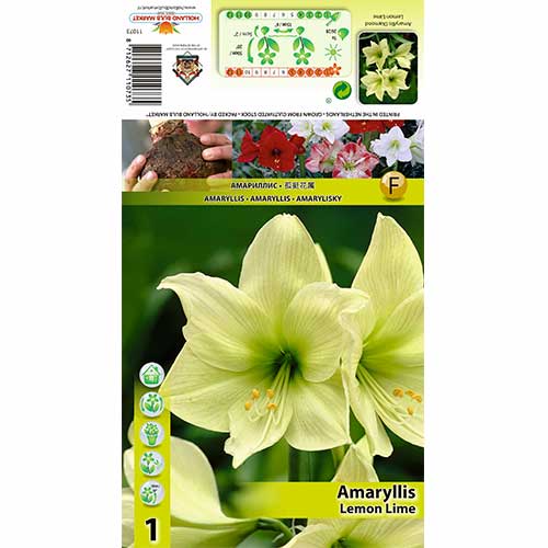 Amarilis (Amaryllis) Lemon Lime interface.image 1 interface.art 70327