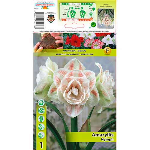 Amarilis (Amaryllis) Nymph interface.image 1 interface.art 70328