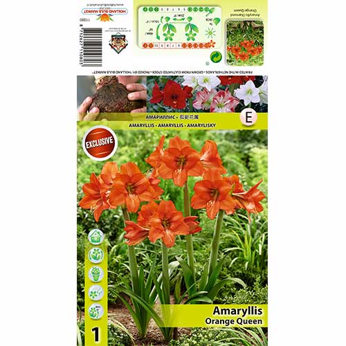 Amarilis (Amaryllis) Orange Queen interface.image 1 interface.art 70477