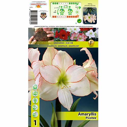 Amarilis (Amaryllis) Picotee interface.image 1 interface.art 70329