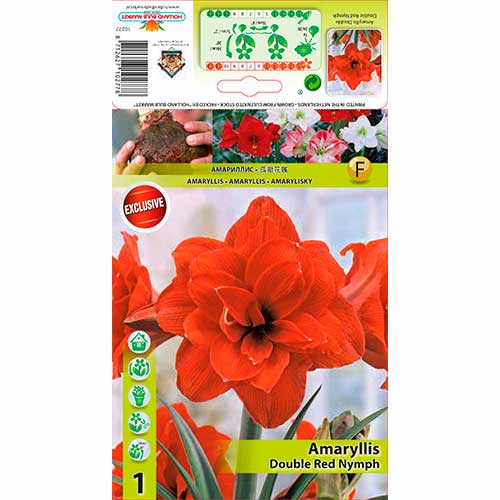 Amarilis (Amaryllis) Red Nymph interface.image 1 interface.art 70330