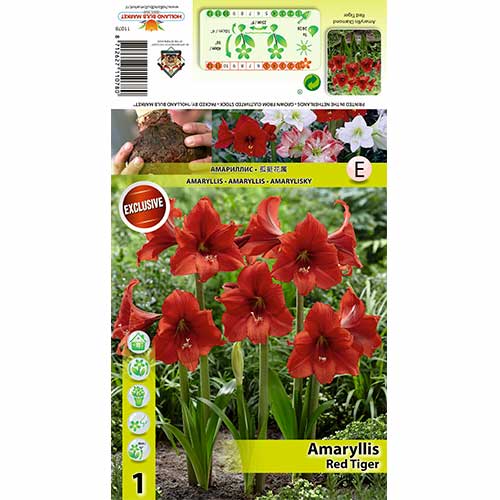Amarilis (Amaryllis) Red Tiger interface.image 1 interface.art 70331