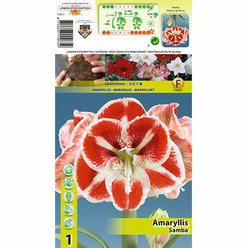 Amarilis (Amaryllis) Samba interface.image 1 interface.art 70332