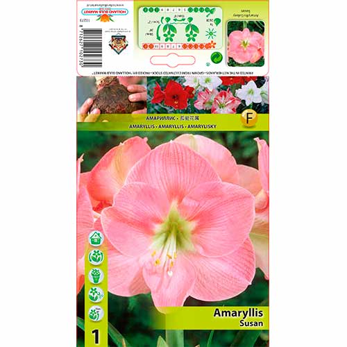 Amarilis (Amaryllis) Susan interface.image 1 interface.art 76164