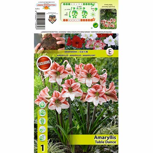 Amarilis (Amaryllis) Table Dancer interface.image 1 interface.art 70333