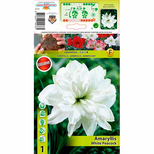 Amarilis (Amaryllis) White Peacock interface.image 1 interface.art 76556
