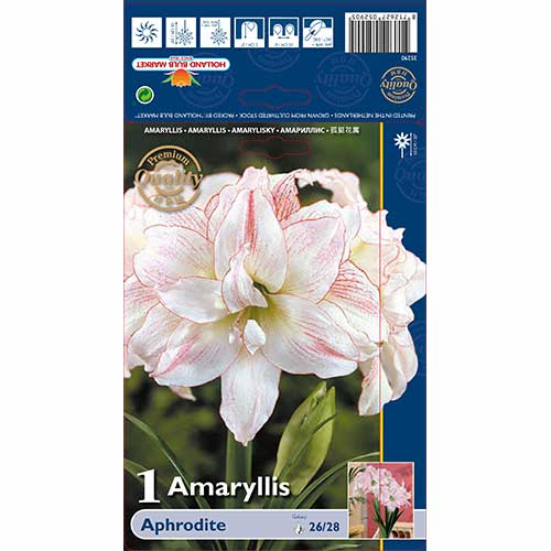 Amarilis (Hippeastrum) Aphrodite interface.image 1 interface.art 76002