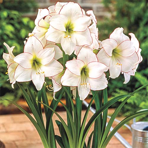 Amarilis Picotee interface.image 1 interface.art 76013