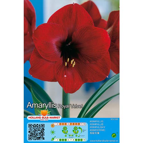 Amarilis (Hippeastrum) Royal Velvet interface.art nuotrauka 1 Amarilis (Hippeastrum) Royal Velvet interface.image 1 interface.art 76014