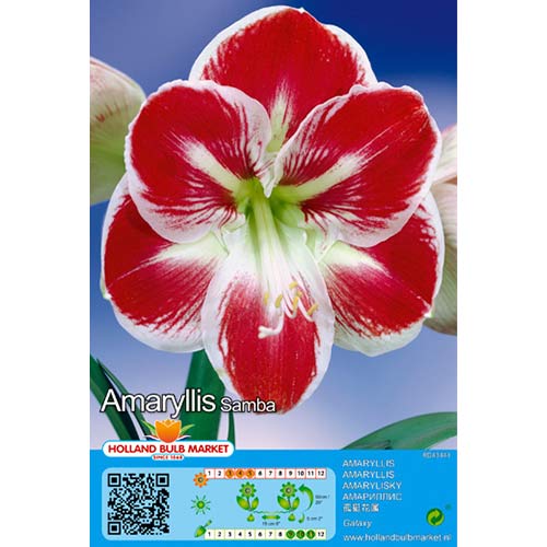 Amarilis (Hippeastrum) Samba interface.art nuotrauka 1 Amarilis (Hippeastrum) Samba interface.image 1 interface.art 76015