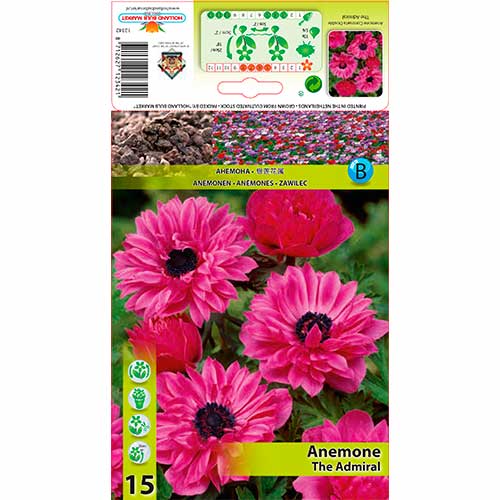 Plukė (Anemone) The Admiral interface.image 1 interface.art 76168