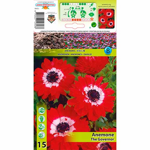 Plukė (Anemone) The Governor interface.image 1 interface.art 76169