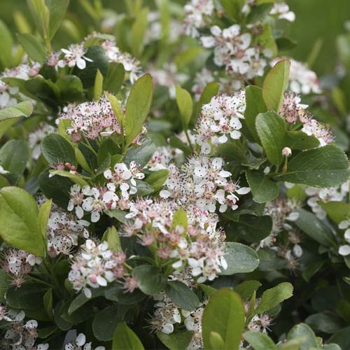 Aronija Revontuli Spreader PBR, С3 interface.image 1 interface.art 8504