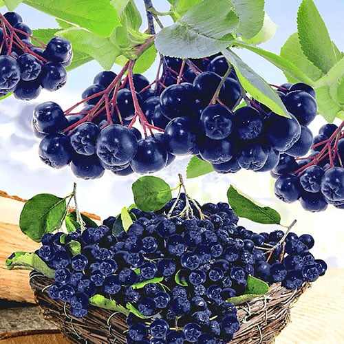 Aronija Viking, P9 interface.image 1 interface.art 8204