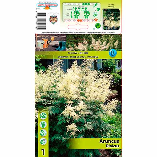 Arunkas (Aruncus) Dioicus interface.art nuotrauka 1 Arunkas (Aruncus) Dioicus interface.image 1 interface.art 76173