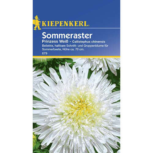 Aster Prinzess, baltas Kiepenkerl interface.art nuotrauka 1 Aster Prinzess, baltas Kiepenkerl interface.image 1 interface.art 77428