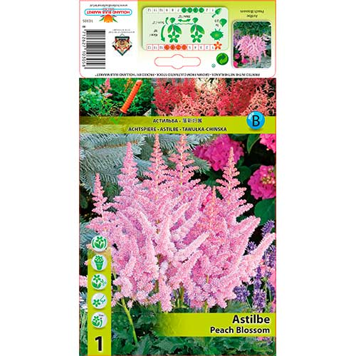 Astilbė (Astilbe) Peach Blossom interface.art nuotrauka 1 Astilbė (Astilbe) Peach Blossom interface.image 1 interface.art 76180