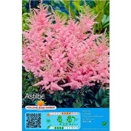 Astilbė (Astilbe) Pink interface.art nuotrauka 1 Astilbė (Astilbe) Pink interface.image 1 interface.art 76376