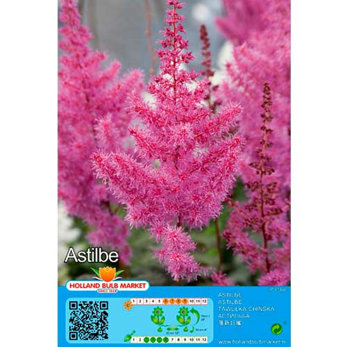 Astilbė (Astilbe) Purple interface.art nuotrauka 1 Astilbė (Astilbe) Purple interface.image 1 interface.art 76377