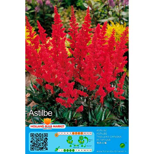 Astilbė (Astilbe) Red interface.image 1 interface.art 76378