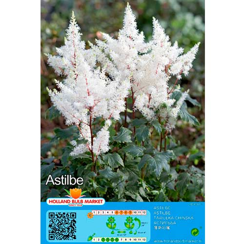 Astilbė (Astilbe) White interface.image 1 interface.art 76379