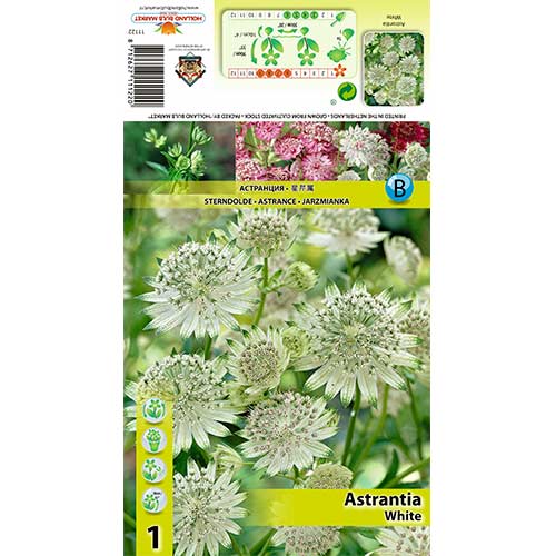 Astrancija (Astrantia) White interface.art nuotrauka 1 Astrancija (Astrantia) White interface.image 1 interface.art 70350