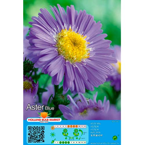 Astras (Aster) Blue interface.art nuotrauka 1 Astras (Aster) Blue interface.image 1 interface.art 76371