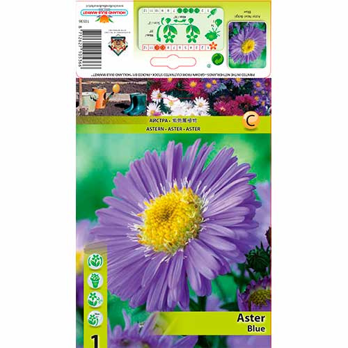 Astras (Aster) Novi-Belgii Blue interface.art nuotrauka 1 Astras (Aster) Novi-Belgii Blue interface.image 1 interface.art 76174