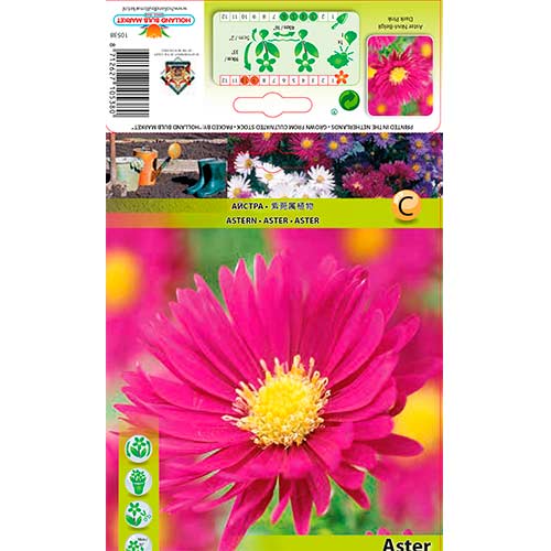 Astras (Aster) Novi-Belgii Dark Pink interface.art nuotrauka 1 Astras (Aster) Novi-Belgii Dark Pink interface.image 1 interface.art 76175