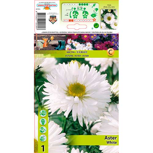 Astras (Aster) Novi-Belgii White interface.art nuotrauka 1 Astras (Aster) Novi-Belgii White interface.image 1 interface.art 76177