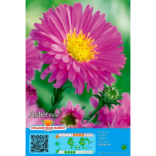 Astras (Aster) Pink interface.image 1 interface.art 76373
