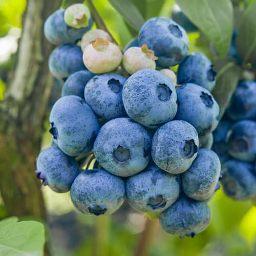 Aukštosios šilauogės Vaccinium Corymbosum Colibri, P9 interface.image 1 interface.art 1579