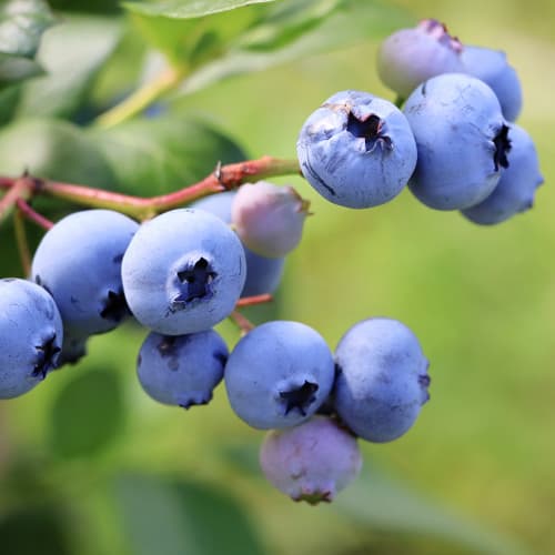 Aukštosios šilauogės Vaccinium Corymbosum Earliblue, P9 interface.image 1 interface.art 9301