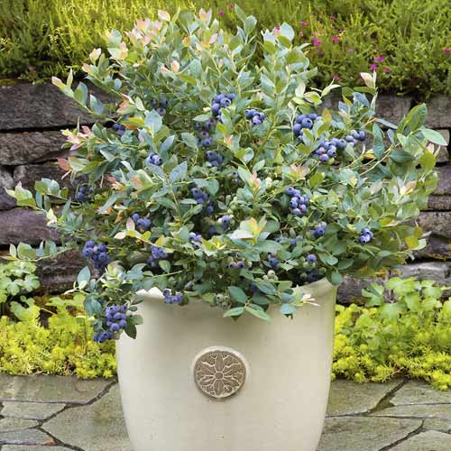 Aukštosios šilauogės Goldtraube, С6 interface.image 1 interface.art 7715