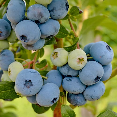 Aukštosios šilauogės Vaccinium Corymbosum New Hanover, P9 interface.image 1 interface.art 1580